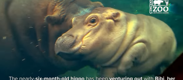 Baby Hippo Fiona Together with Mom and Dad - Cincinnati Zoo Baby Hippo Fiona Together with Mom and Dad - Cincinnati Zoo - Sputnik International