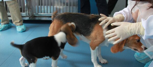 Cloned dogs Cloned dogs - Sputnik International