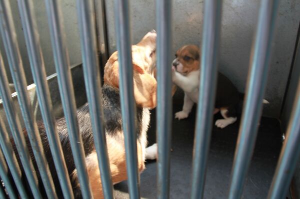 Cloned dogs Cloned dogs - Sputnik International