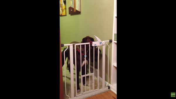 Smart Doggo Opens Baby Gate - Sputnik International