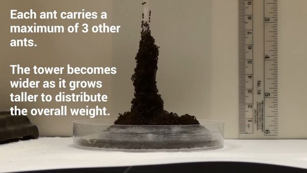 Ants Create Sinking, Eiffel Tower-Looking Structures - Sputnik International