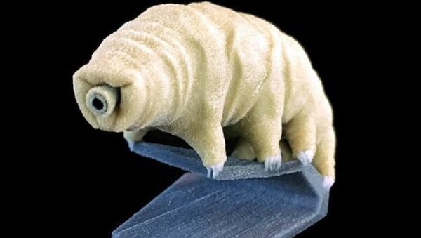 Some bacteria, plants, and small organisms known as tardigrades, pictured above, are believed capable of surviving for long periods of time in open space. - Sputnik International