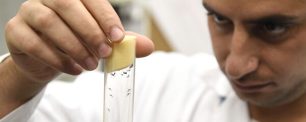 A lab worker holds a vial containing mosqitos of the kind Aedes aegypti, that can carry Zika virus. - Sputnik International