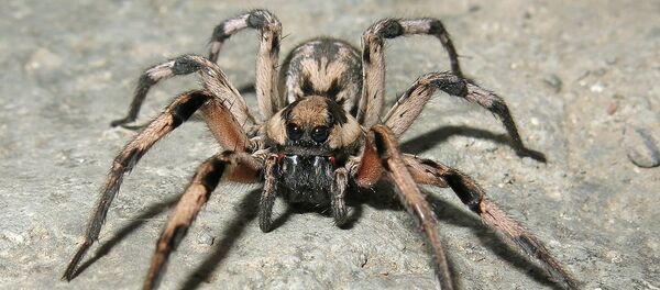 Lycosa aragogi - Sputnik International