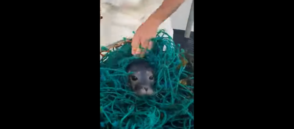 Helpful Fishermen Save Seal Trapped in Fishing Net - Sputnik International