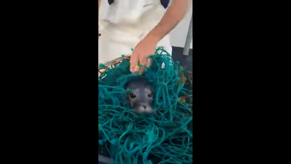 Helpful Fishermen Save Seal Trapped in Fishing Net - Sputnik International