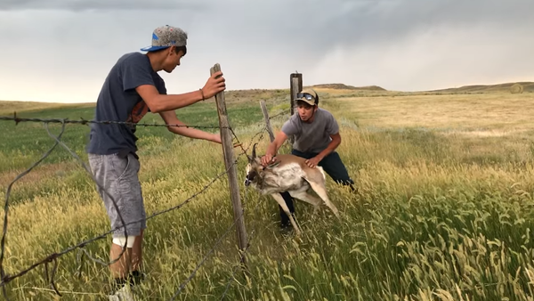 Antelope Rescued from Barbed Wire Fence - Sputnik International