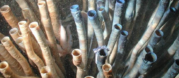 Escarpia laminata - Sputnik International