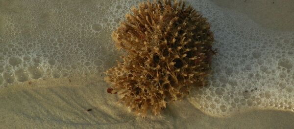 Sponge Sponge - Sputnik International