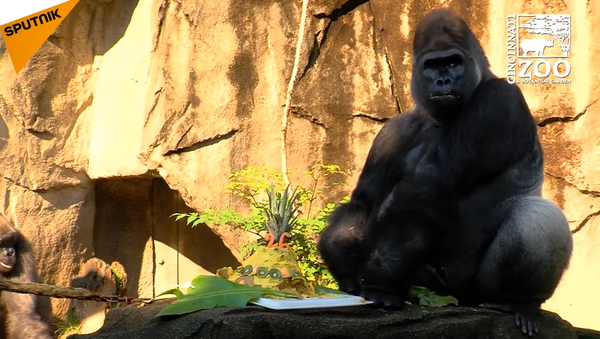 Jomo The Gorilla Celebrates His 26th Birthday - Sputnik International