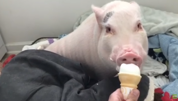 Pig Gets Woken By Ice Cream Cone - Sputnik International