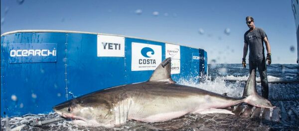 Hilton the Shark Hilton the Shark - Sputnik International