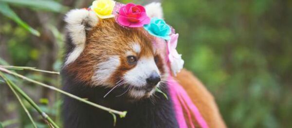 Cute Red Panda Photos Posted to Promote Animal Care Cute Red Panda Photos Posted to Promote Animal Care - Sputnik International