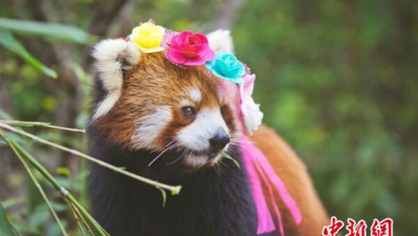 Cute Red Panda Photos Posted to Promote Animal Care - Sputnik International