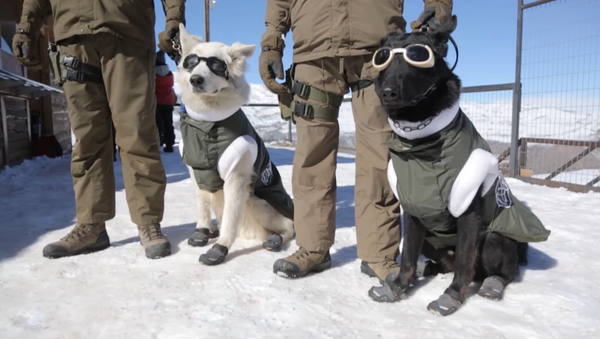 Dogs to the Rescue: Chile Paw Patrol in Special Work Attire - Sputnik International