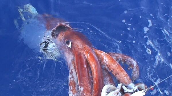 Giant squid - Sputnik International