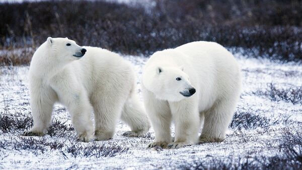 Polar Bears - Sputnik International