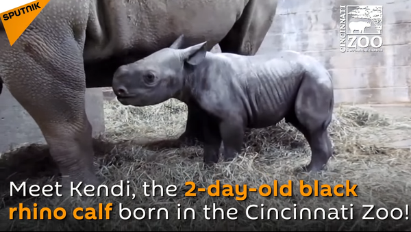 Meet Kendi, 2-Day-Old Black Rhino Calf - Sputnik International