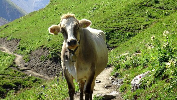 Austrian cow - Sputnik International