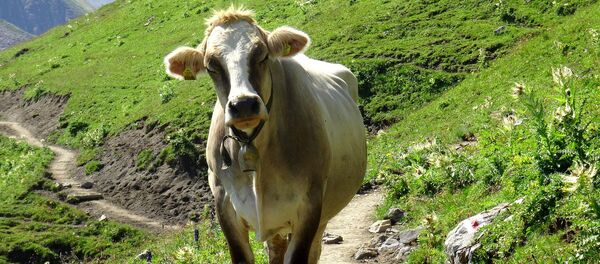 Austrian cow Austrian cow - Sputnik International