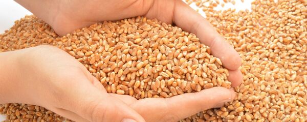 Wheat - Sputnik International