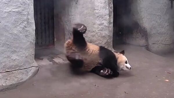 Panda Lesson: Fell down? Just remain in position and don't stand up! - Sputnik International