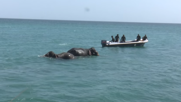 Sri Lankan Navy Rescues Stranded Elephants Swept to Sea - Sputnik International