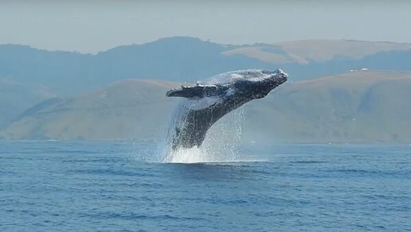 40 Ton Humpback Whale Leaps Entirely Out of the Water! A Video by Craig Capehart - Sputnik International