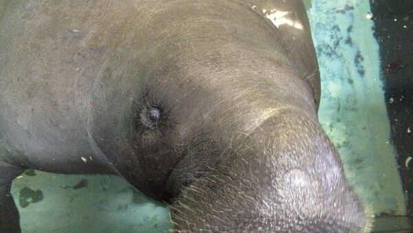 In this photo taken Wednesday, July 17, 2013, Snooty the manatee lifts his snout out of the water at the South Florida Museum in Bradenton, Fla. - Sputnik International