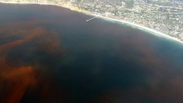 A red tide off the coast of La Jolla San Diego, California. (File) - Sputnik International