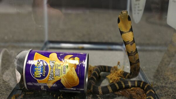 A king cobra snake seen coming out of container of chips in this undated handout photo obtained July 25, 2017. - Sputnik International