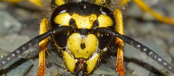 Wasp Wasp - Sputnik International