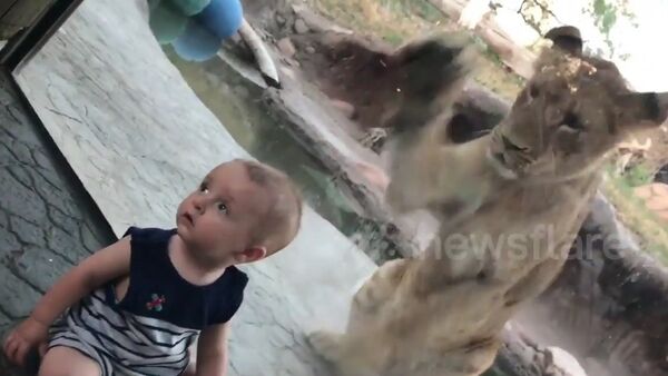 Baby oblivious to lion attacking at zoo - Sputnik International