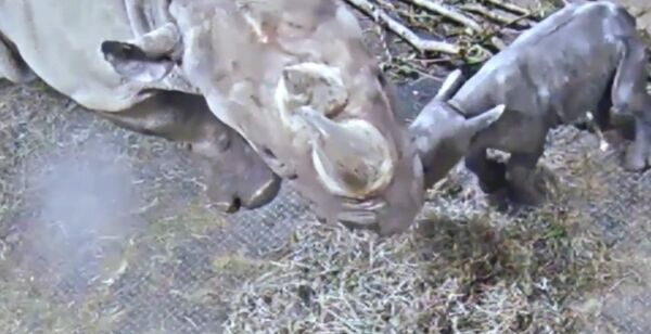 Kendi The Black Rhino Celebrates One Week Birthday Kendi The Black Rhino Celebrates One Week Birthday - Sputnik International