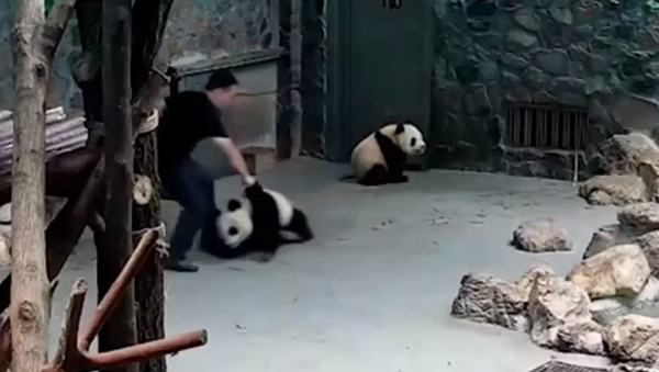 Panda Fights Back After Handlers Slams, Drags Them - Sputnik International