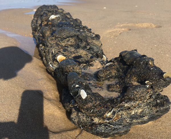 First Unexploded World War II Bomb Found Along North Carolina July 14 - Sputnik International