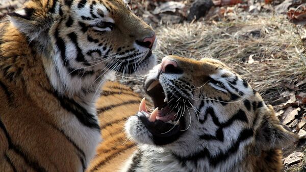One-year-and-eight-months-old sibling Amur tigers, named Amur, right, and Taiga, in the Primorye safari park. (File) - Sputnik International
