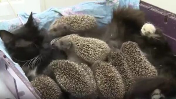 Cat Adopts Eight Baby Hedgehogs - Sputnik International