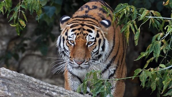 Siberian tiger called Umar at Moscow Zoo. (File) - Sputnik International