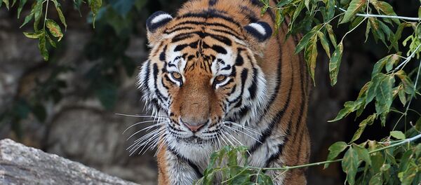 Siberian tiger called Umar at Moscow Zoo. (File) Siberian tiger called Umar at Moscow Zoo. (File) - Sputnik International