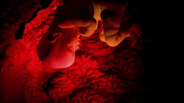 A human embryo is shown in a three-dimensional film on human reproduction at the Corpus museum in Oegstgeest 35 kilometers (21 miles) southeast of Amsterdam, Netherlands in this March 14, 2008 file photo - Sputnik International
