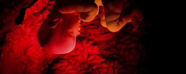 A human embryo is shown in a three-dimensional film on human reproduction at the Corpus museum in Oegstgeest 35 kilometers (21 miles) southeast of Amsterdam, Netherlands in this March 14, 2008 file photo A human embryo is shown in a three-dimensional film on human reproduction at the Corpus museum in Oegstgeest 35 kilometers (21 miles) southeast of Amsterdam, Netherlands in this March 14, 2008 file photo - Sputnik International