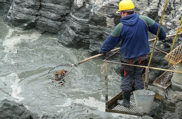 Amber extraction in an Amber Plant pit. Kaliningrad Amber extraction in an Amber Plant pit. Kaliningrad - Sputnik International