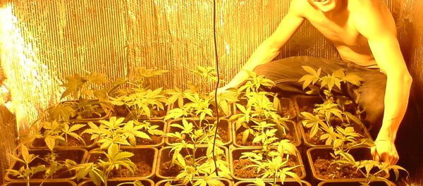 Photo of Maxwell posing with cannabis, recovered from one of his memory cards - Sputnik International