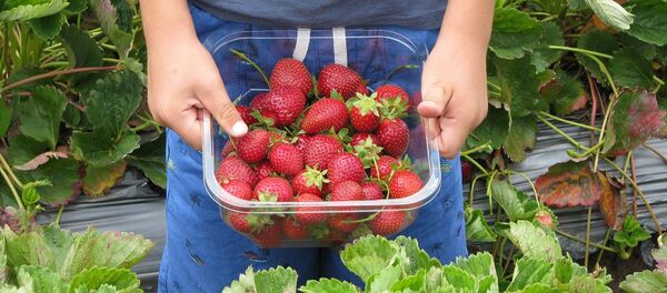 Strawberries - Sputnik International