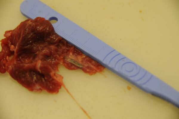 This meat was sold as beef but it contained a tiny microchip which showed it was from a horse. This meat was sold as beef but it contained a tiny microchip which showed it was from a horse. - Sputnik International