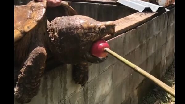 Snapping Turtle Eats an Apple - Sputnik International