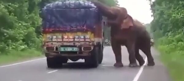Elephant Stops And Eats Potatoes From Truck On Road Elephant Stops And Eats Potatoes From Truck On Road - Sputnik International