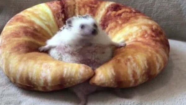 Hedgehog struggling on a croissant cushion - Sputnik International