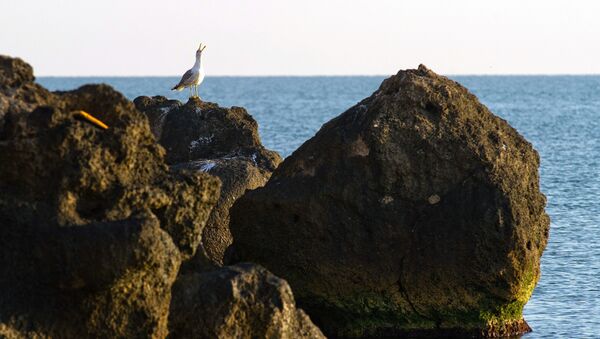 A sea gull on the coast of the Sea of Azov in the vicinity of the resort Kurortnoye - Sputnik International